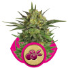 Haze Berry VÝPRODEJ