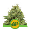 Haze Berry Auto VÝPRODEJ
