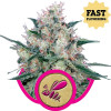Honey Cream Fast Flowering VÝPRODEJ