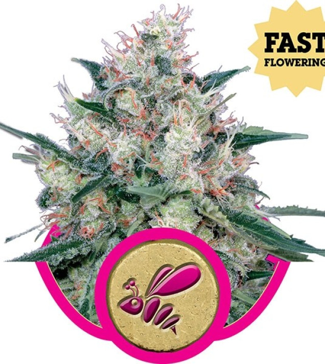 Honey Cream Fast Flowering VÝPRODEJ