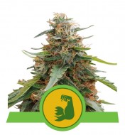 Hulkberry Auto VÝPRODEJ