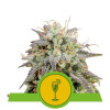 Mimosa Automatic VÝPRODEJ
