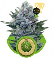 Northern Light Automatic VÝPRODEJ