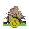 Purple Queen Auto VÝPRODEJ