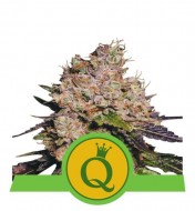 Purple Queen Auto VÝPRODEJ
