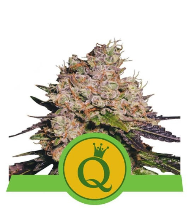 Purple Queen Auto VÝPRODEJ