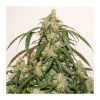 Auto Skywalker Haze VÝPRODEJ