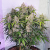 Auto Skywalker Haze VÝPRODEJ