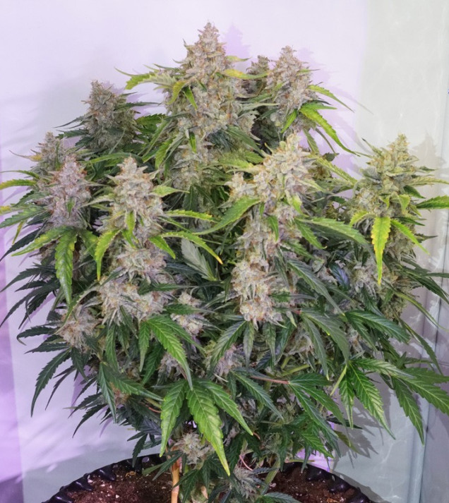 Auto Skywalker Haze VÝPRODEJ