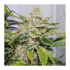 Auto Skywalker Haze VÝPRODEJ