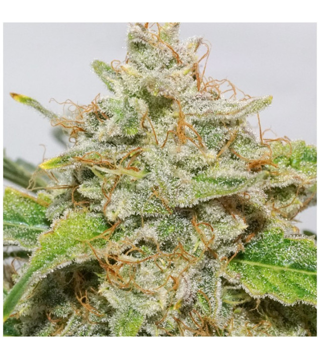 Auto Skywalker Haze VÝPRODEJ