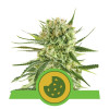 Royal Cookies Autoflowering VÝPRODEJ