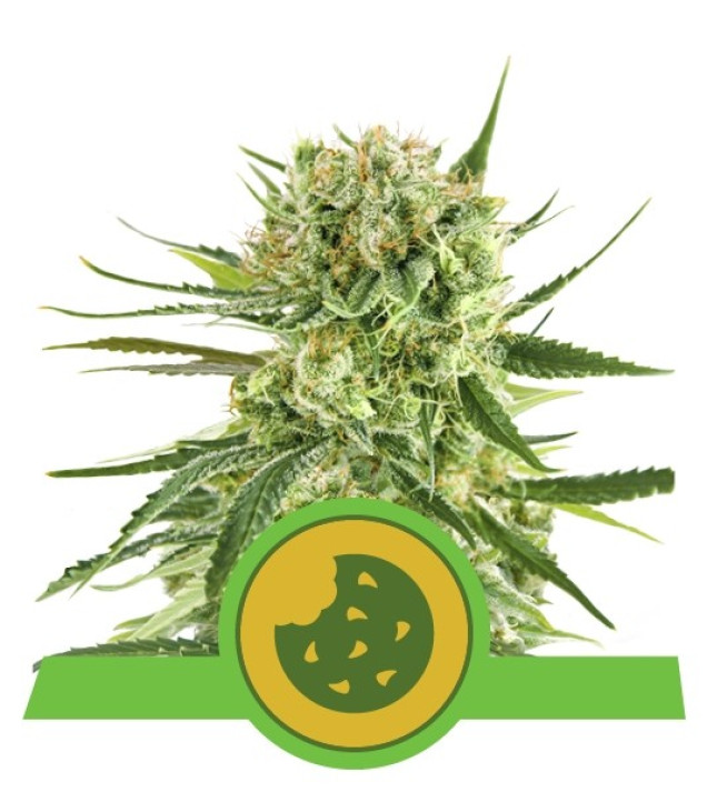 Royal Cookies Autoflowering VÝPRODEJ