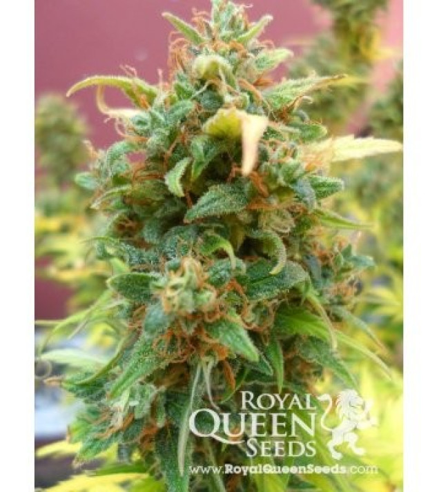 Amnesia Haze Automatic VÝPRODEJ