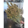 Amnesia Haze Automatic VÝPRODEJ