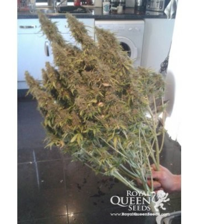 Amnesia Haze Automatic VÝPRODEJ