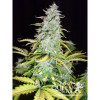 Amnesia Haze Automatic VÝPRODEJ