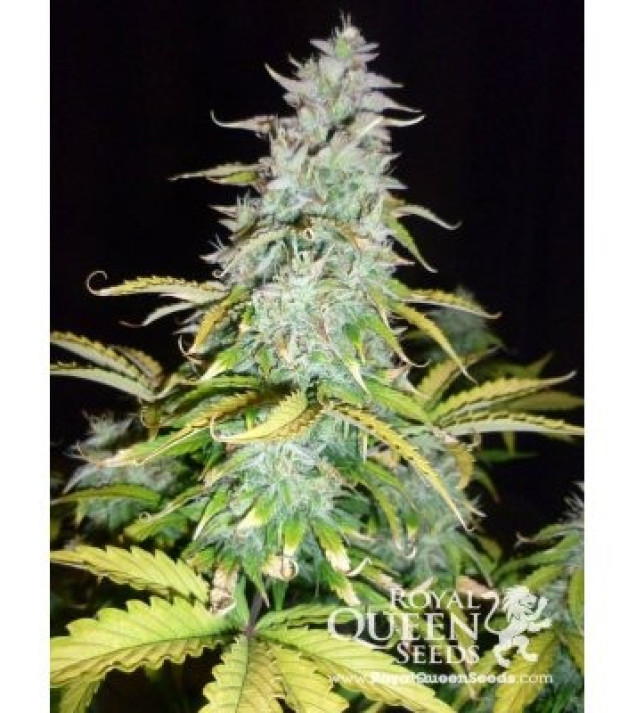 Amnesia Haze Automatic VÝPRODEJ