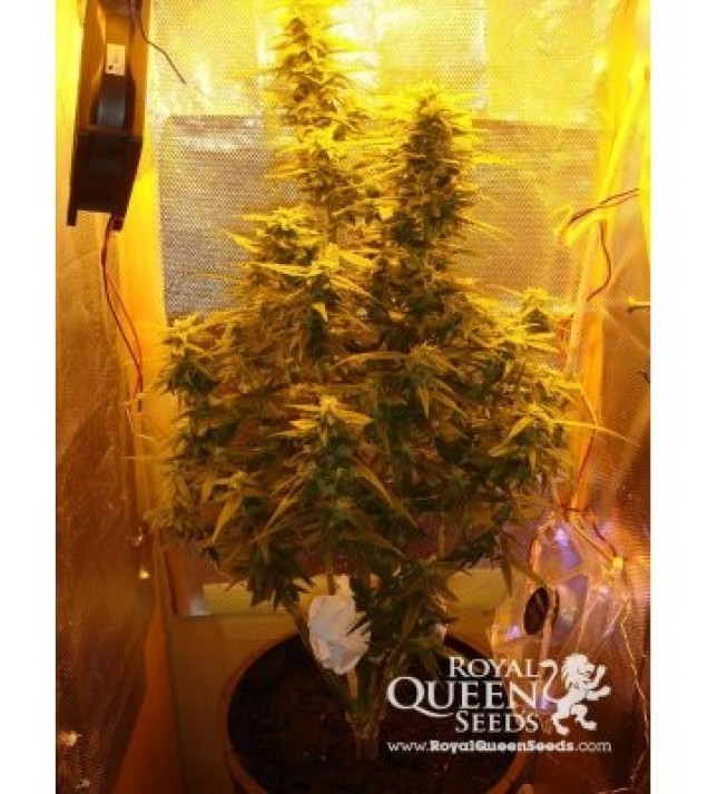 Amnesia Haze Automatic VÝPRODEJ