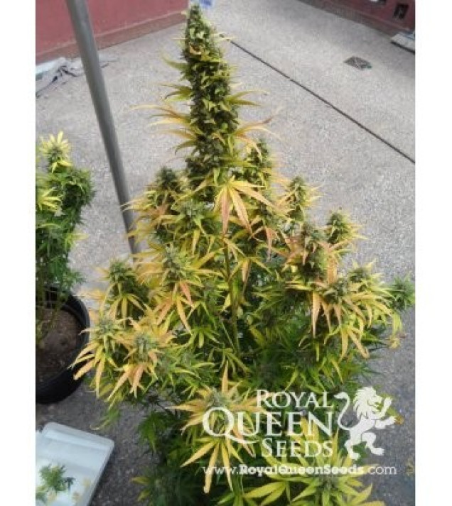 Amnesia Haze Automatic VÝPRODEJ
