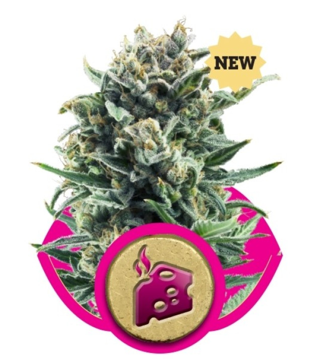 Blue Cheese VÝPRODEJ