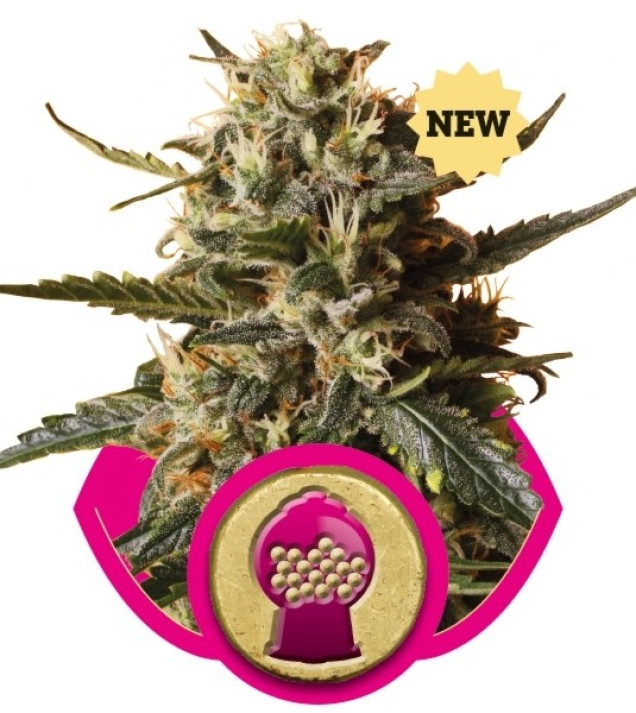 BubbleGum XL VÝPRODEJ