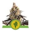 Cookies Gelato Auto VÝPRODEJ
