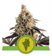 Cookies Gelato Auto VÝPRODEJ