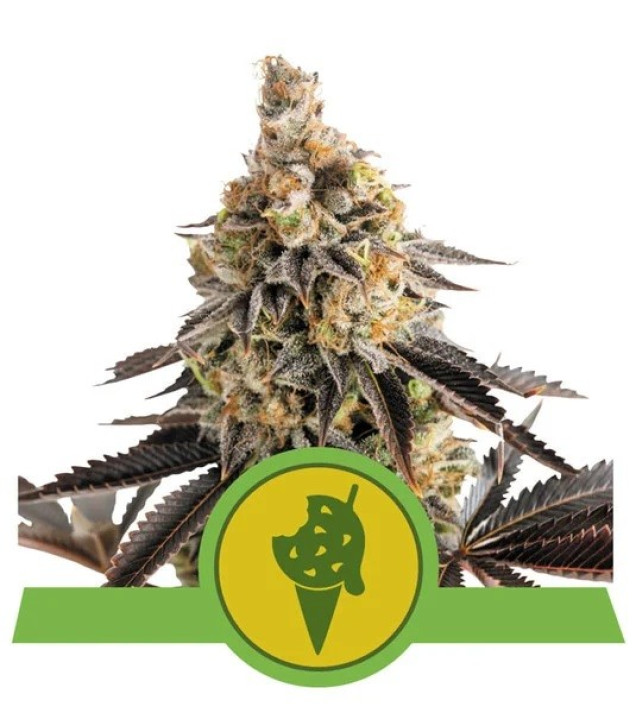Cookies Gelato Auto VÝPRODEJ
