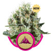 Critical Kush VÝPRODEJ