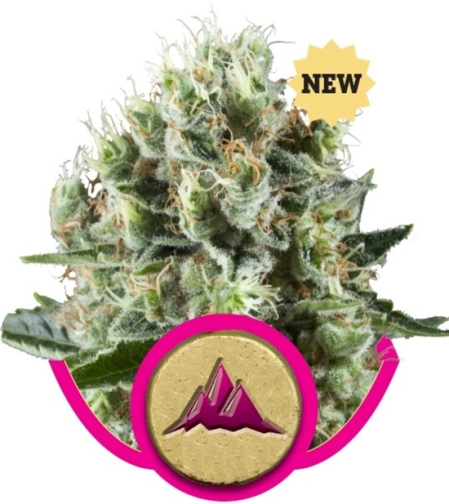 Critical Kush VÝPRODEJ
