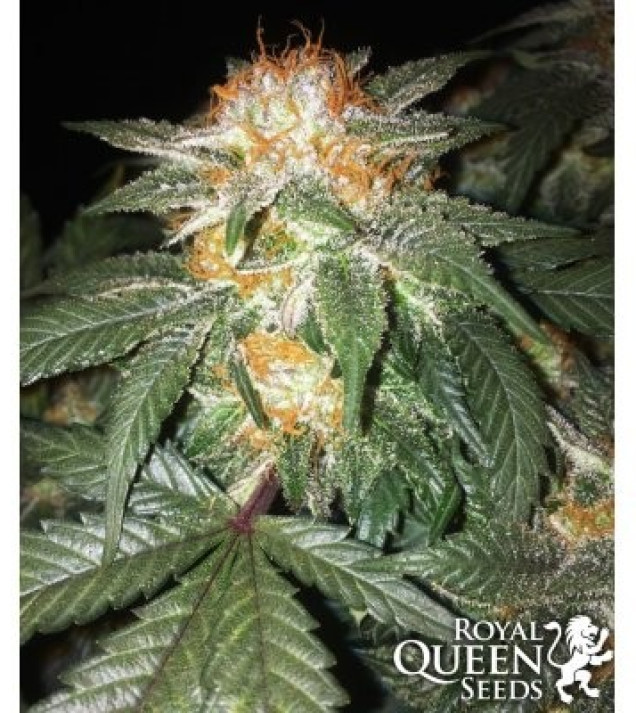 Critical Kush VÝPRODEJ