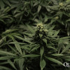 Critical Kush VÝPRODEJ