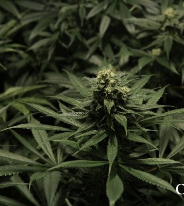 Critical Kush VÝPRODEJ