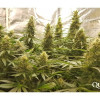 Critical Kush VÝPRODEJ