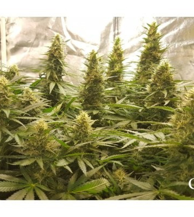 Critical Kush VÝPRODEJ