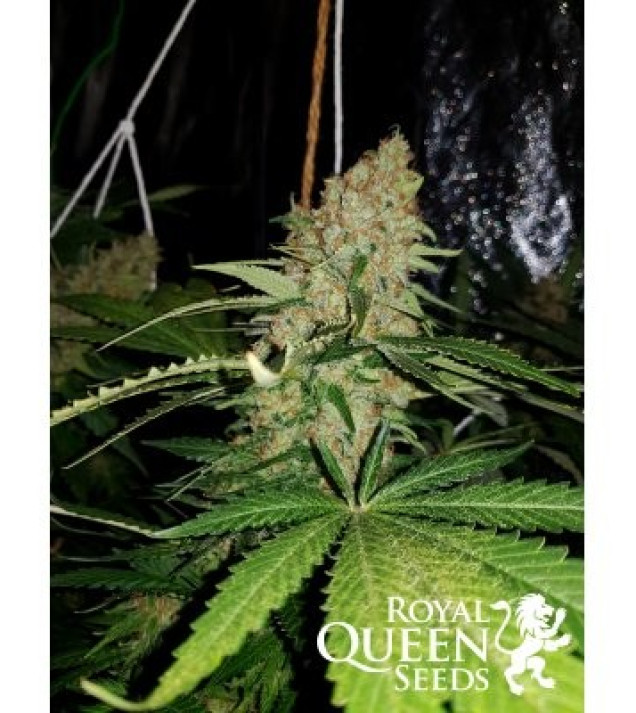 Critical Kush VÝPRODEJ
