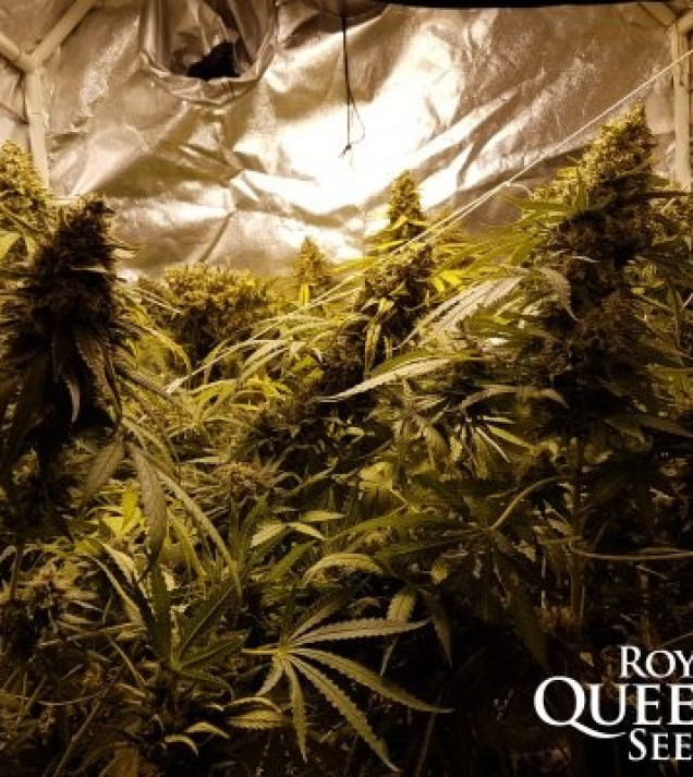 Critical Kush VÝPRODEJ