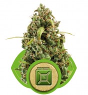 Diesel Automatic VÝPRODEJ