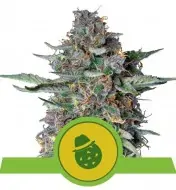 Do-Si-Dos Automatic V&Yacute;PRODEJ