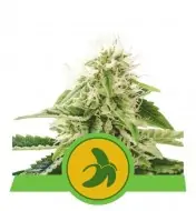 Fat Banana Automatic V&Yacute;PRODEJ