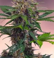 Auto Black Mazar XL V&Yacute;PRODEJ