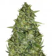 AK 44 Auto V&Yacute;PRODEJ