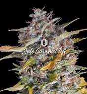 Auto Caramel OG V&Yacute;PRODEJ