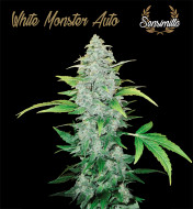 White Monster Auto