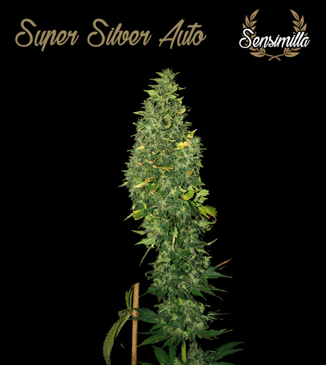 Super Silver Auto