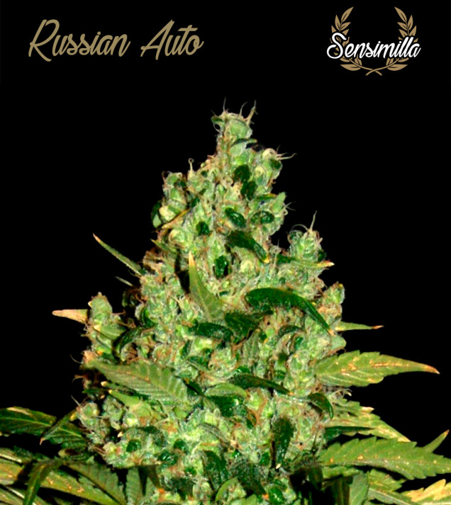 Russian Auto
