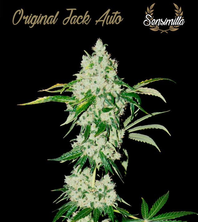 Original Jack Auto