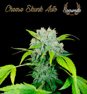 Cheese Skunk Auto
