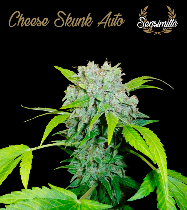 Cheese Skunk Auto
